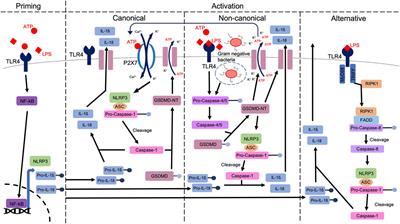 The Role of the NLRP3 Inflammasome in Mediating Glomerular and Tubular Injury in Diabetic Nephropathy